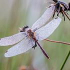 Heidelibelle im Perlenkleid