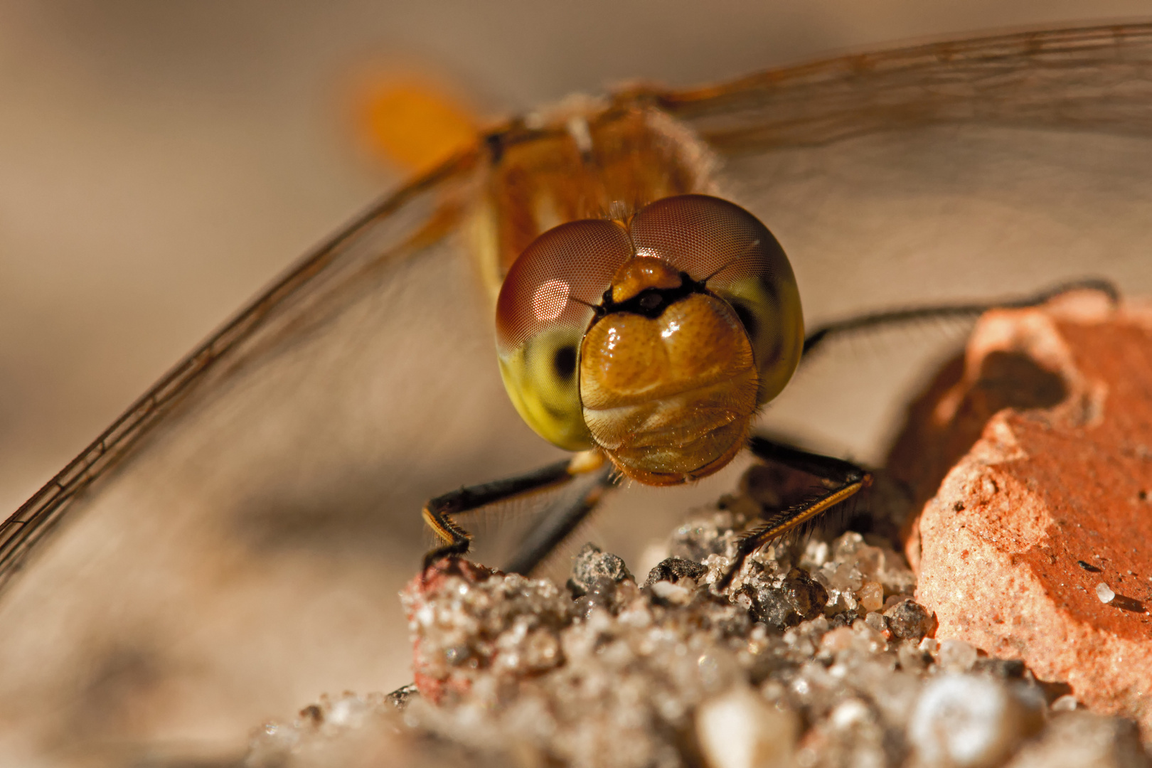 Heidelibelle im Portrait