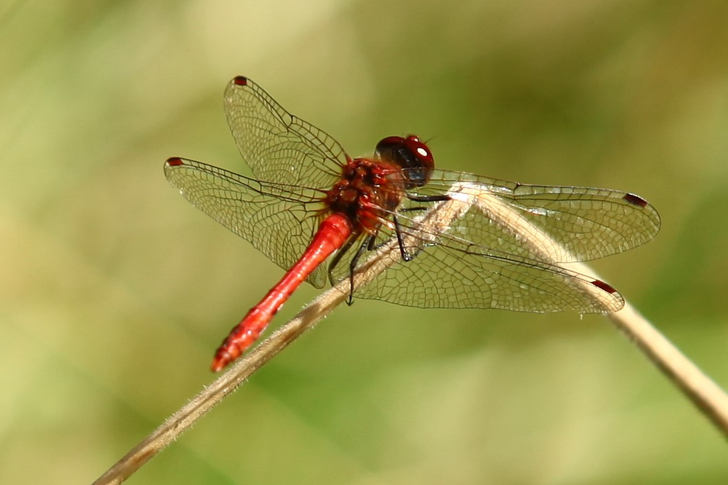 Heidelibelle im Prachtgewand