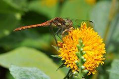 Heidelibelle im Profil