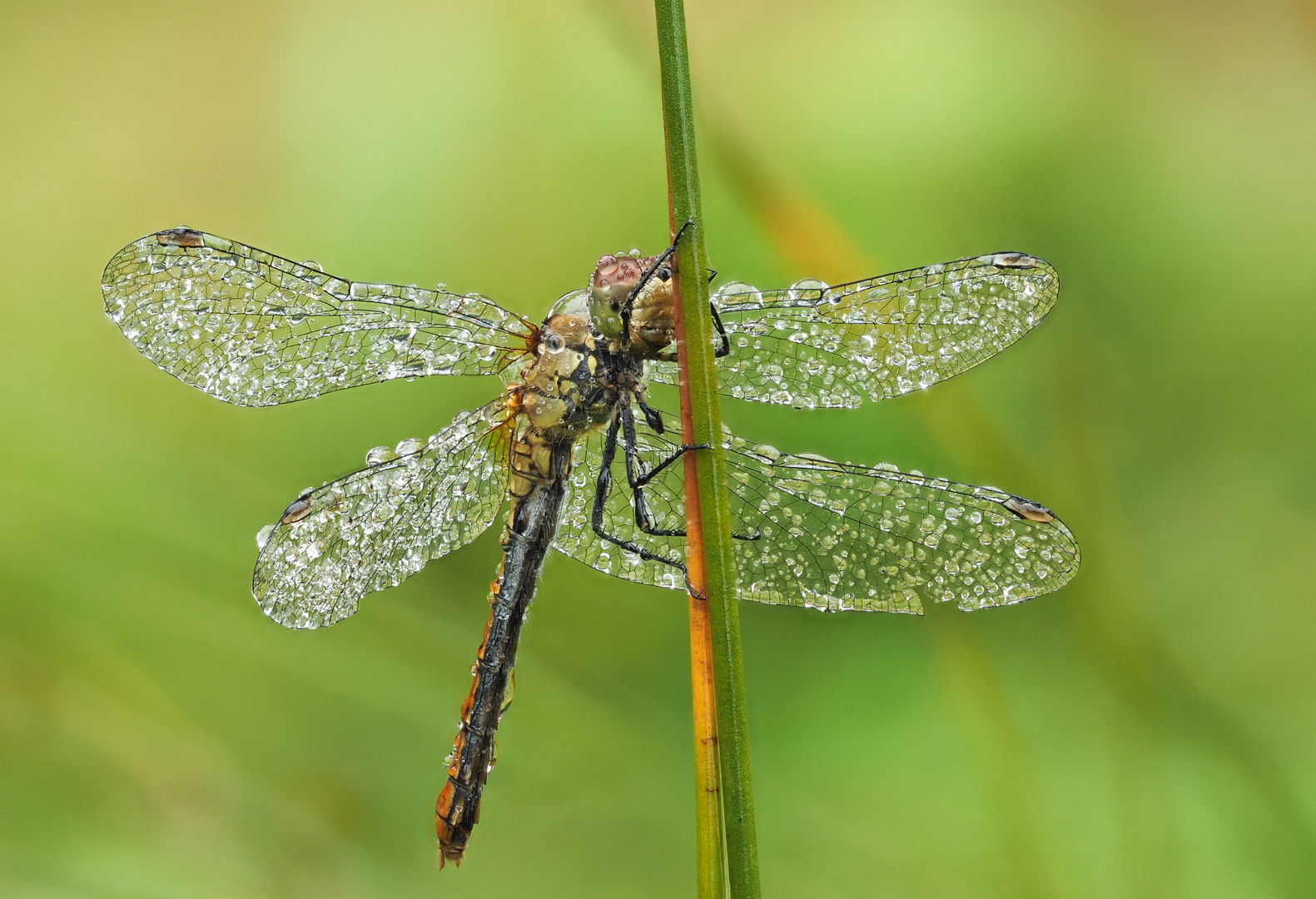 Heidelibelle im Regen