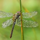 Heidelibelle im Regen