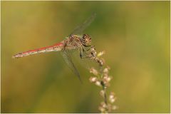 Heidelibelle im September