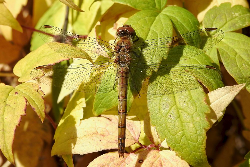 Heidelibelle im Sonnenlicht