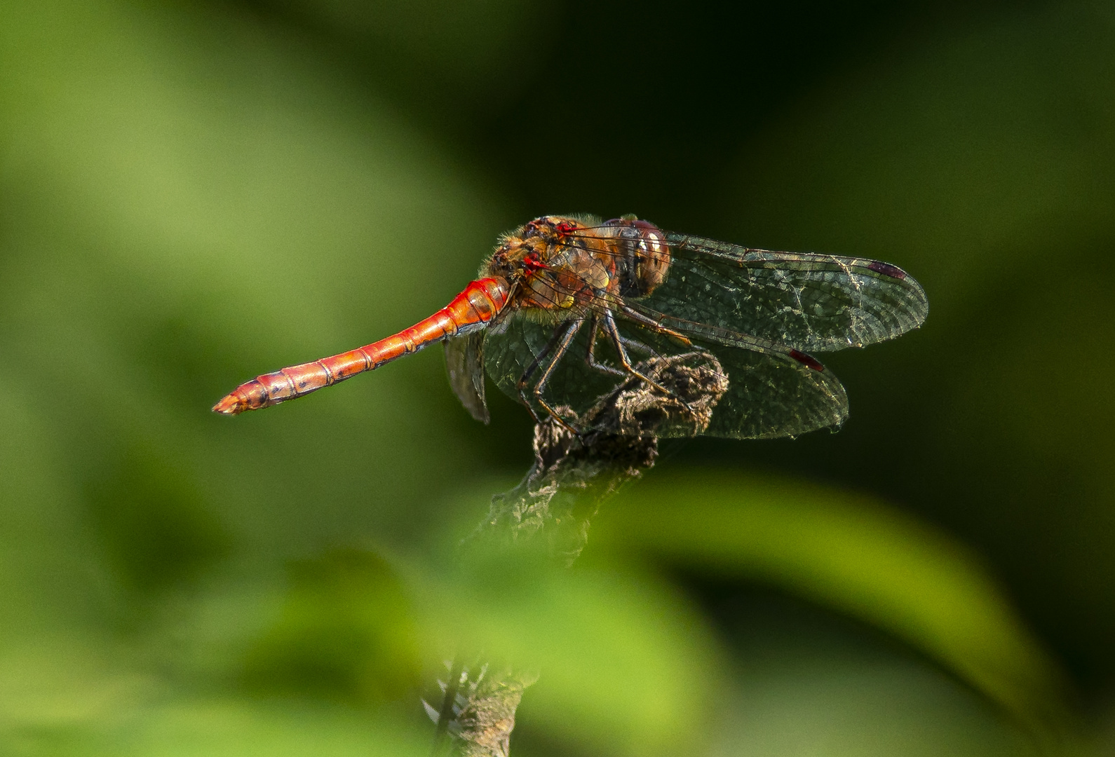 Heidelibelle im Sonnenlicht