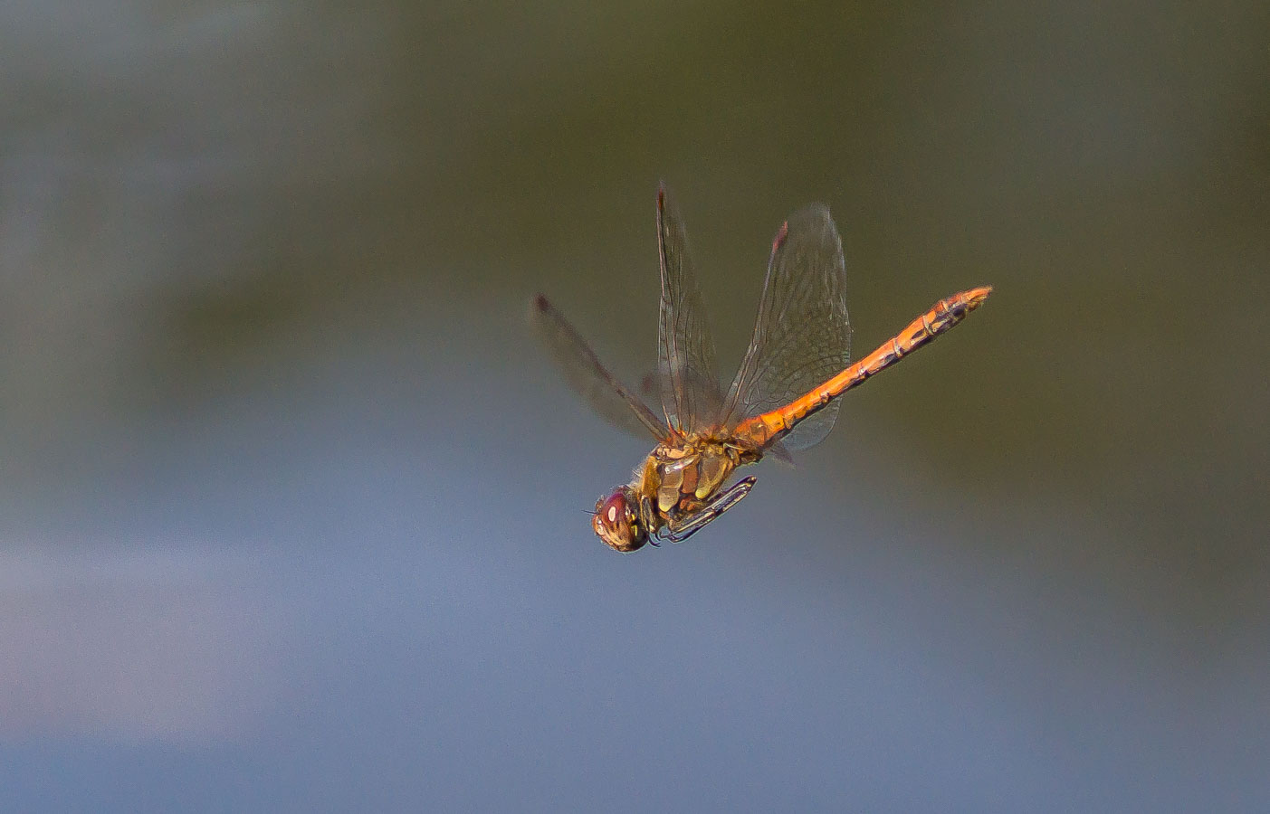 Heidelibelle im Sturzflug