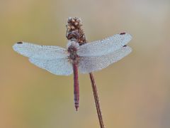 Heidelibelle im Tau