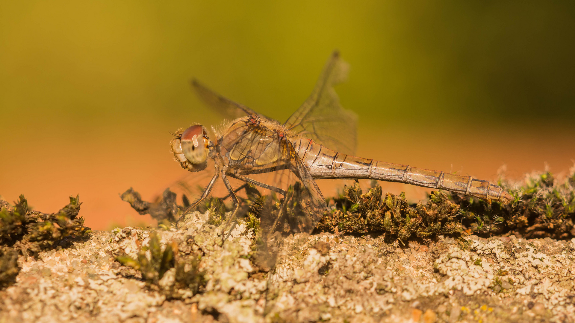 Heidelibelle in der Herbstsonne