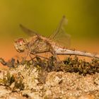 Heidelibelle in der Herbstsonne