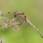 Heidelibelle in der Oktobersonne