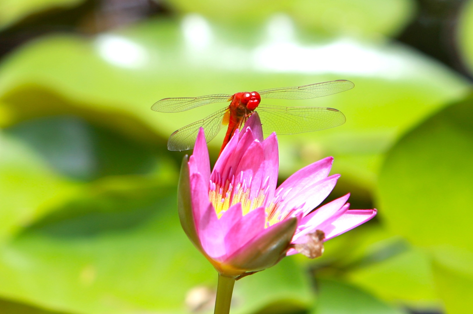 Heidelibelle in Thailand (Jomtien)