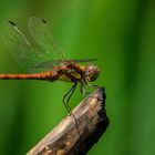 Heidelibelle macht Pause