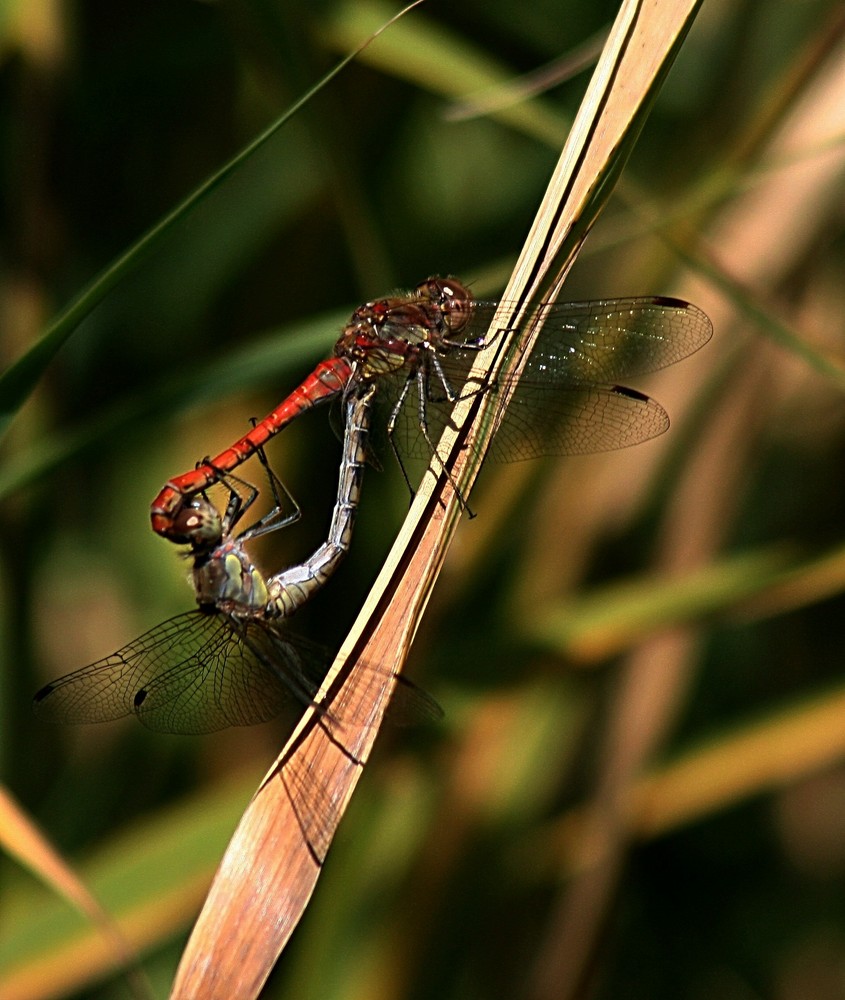 ..heidelibelle mit anhang..