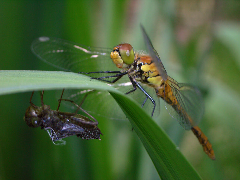 Heidelibelle mit Exuvie