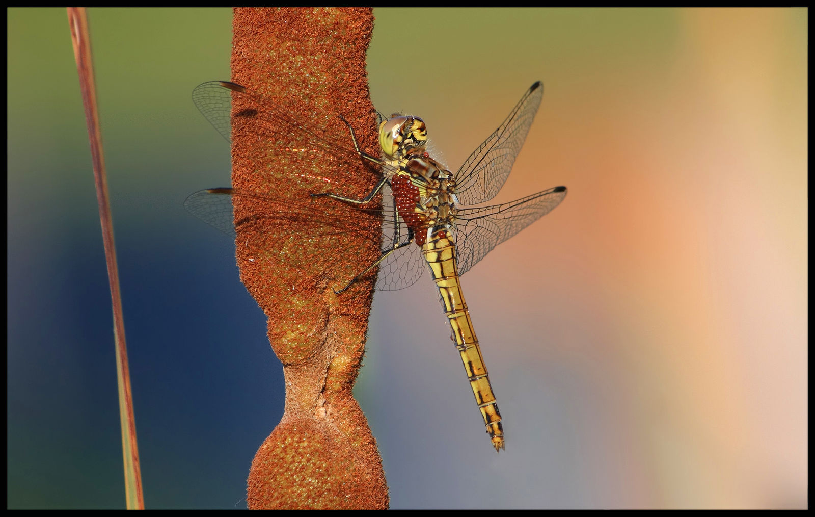 Heidelibelle mit Milben, (Sympetrum vulgatum)