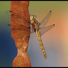 Heidelibelle mit Milben, (Sympetrum vulgatum)