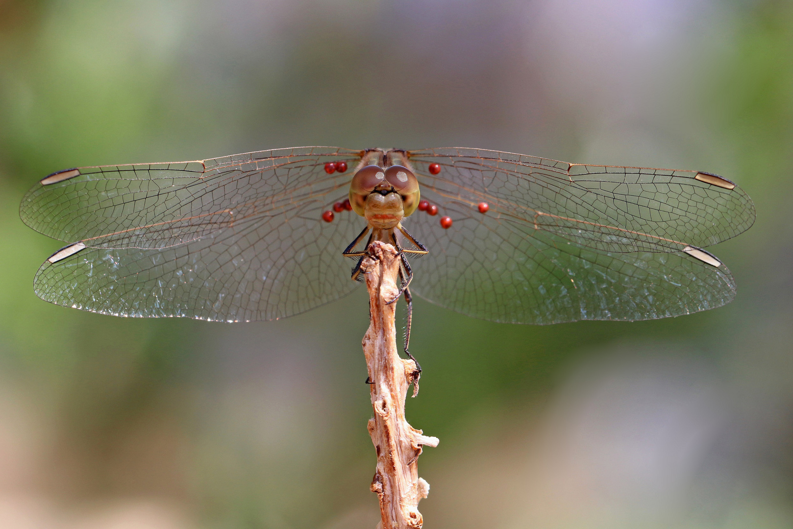 Heidelibelle mit Milbenbefall