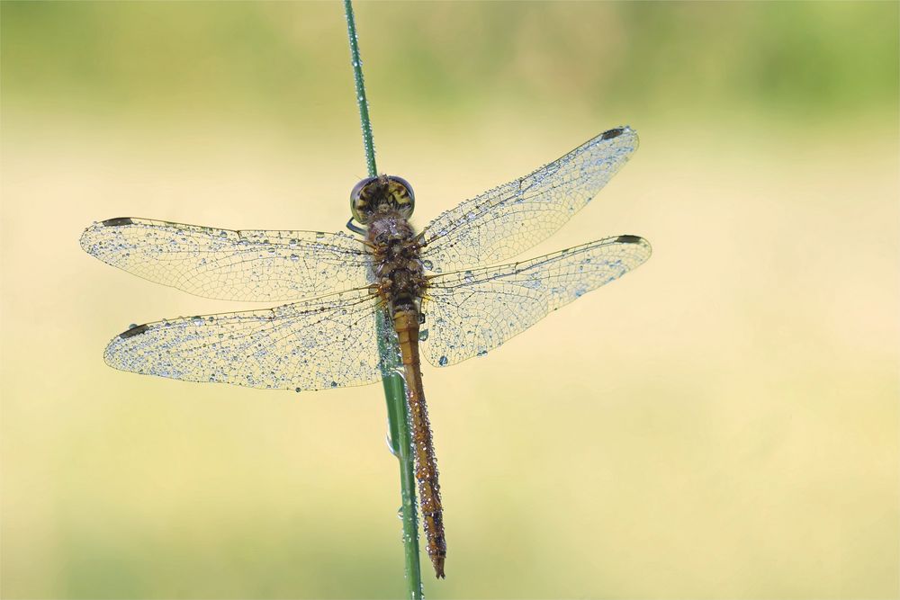 Heidelibelle mit Morgentau