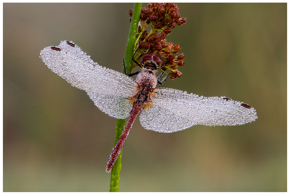 Heidelibelle mit Morgentau