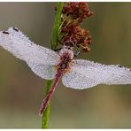 Heidelibelle mit Morgentau