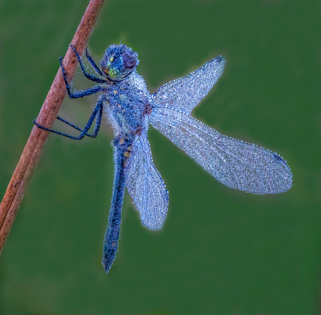 Heidelibelle mit Tautropfen