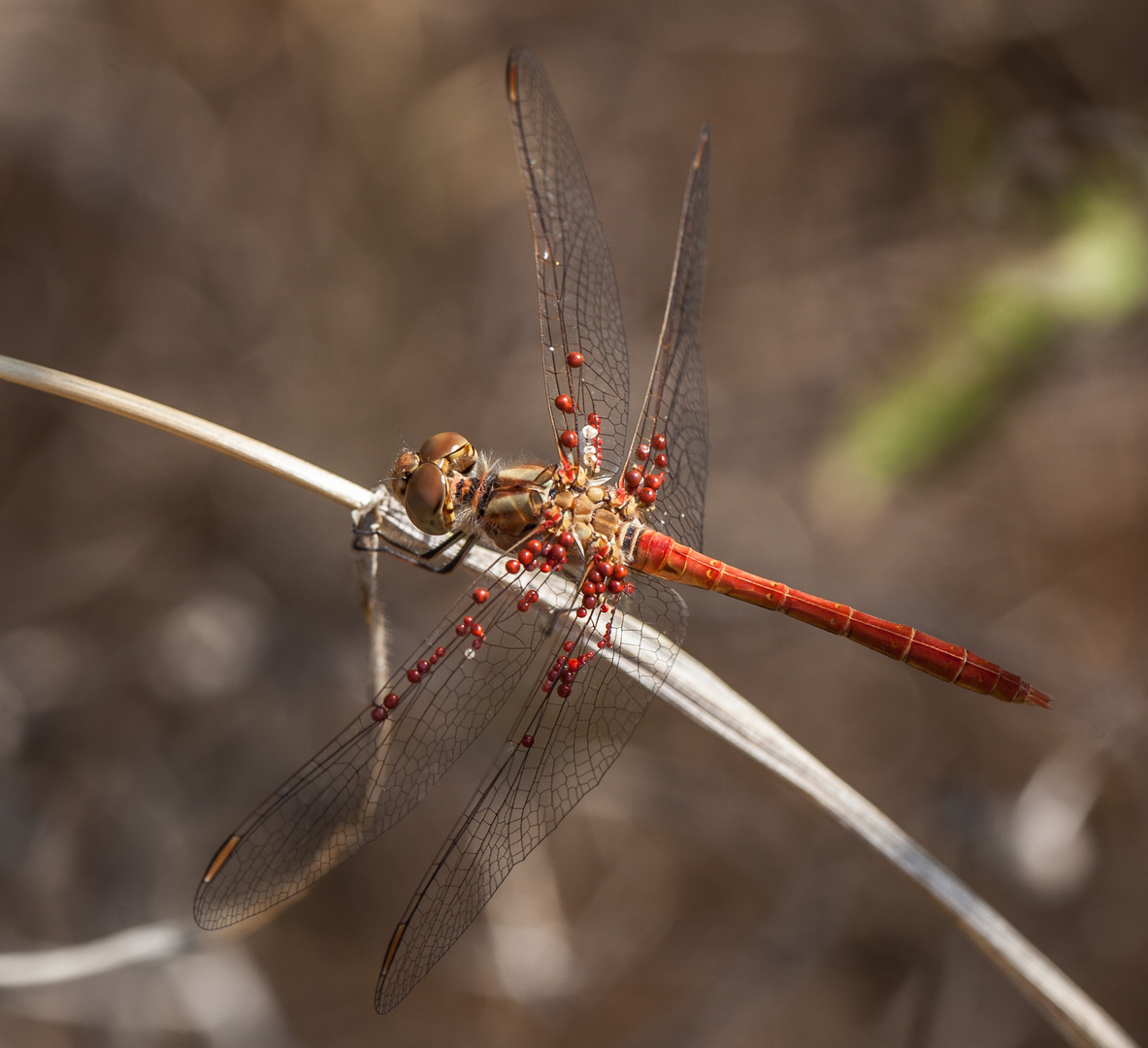 Heidelibelle mit Wassermilbenlarven