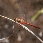 Heidelibelle mit Wassermilbenlarven