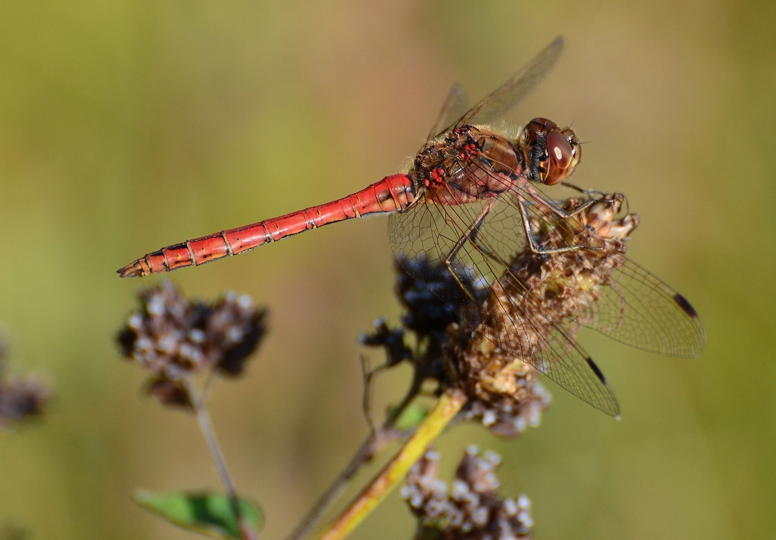 Heidelibelle, rote Libelle