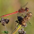 Heidelibelle, rote Libelle