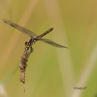 Heidelibelle (Sympetrum) 