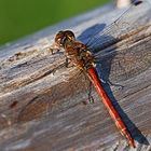 Heidelibelle (Sympetrum...?)