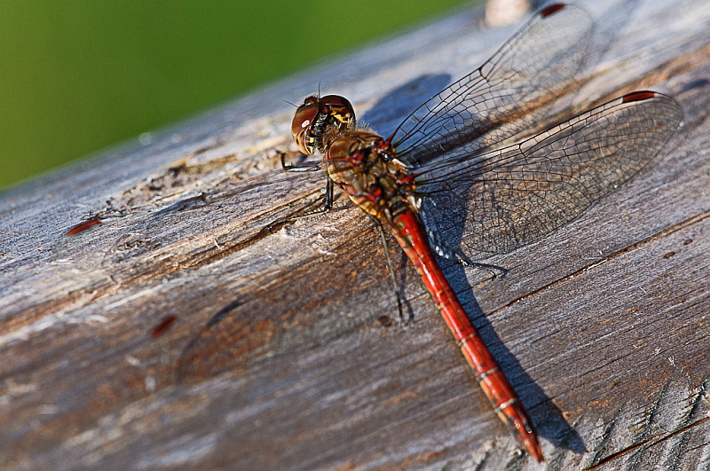 Heidelibelle (Sympetrum...?)