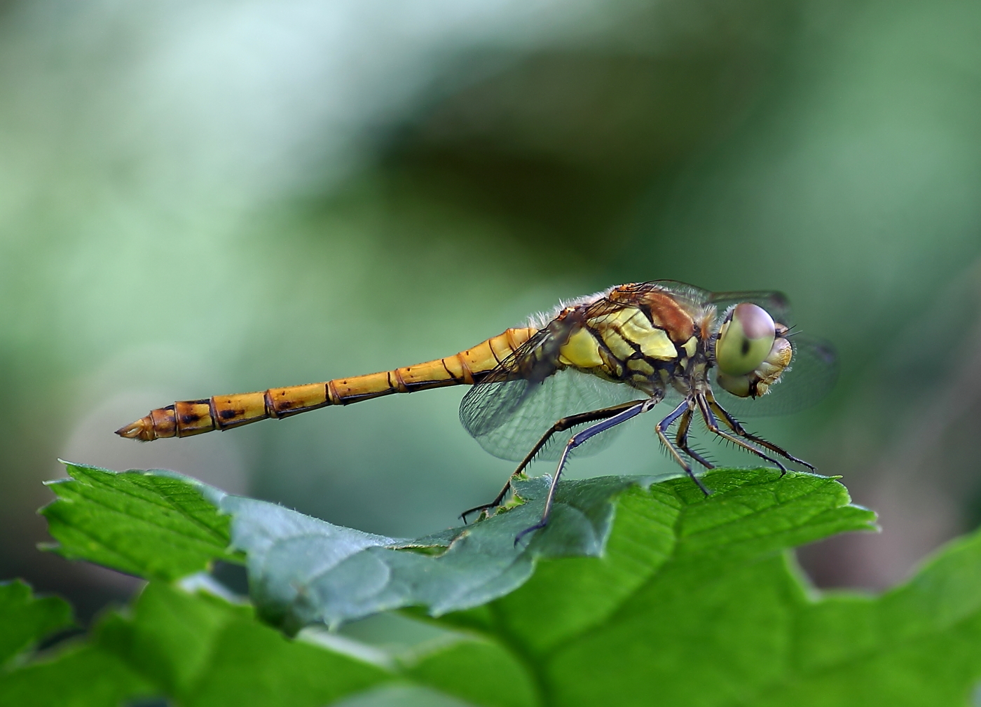 Heidelibelle - Sympetrum