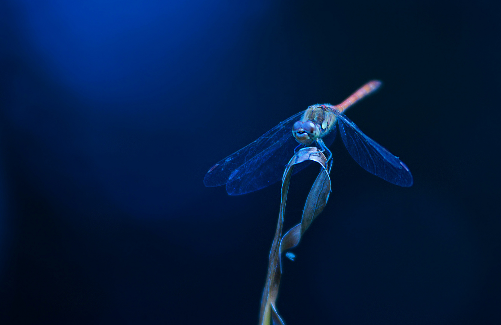 Heidelibelle (Sympetrum)