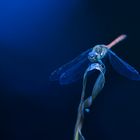 Heidelibelle (Sympetrum)