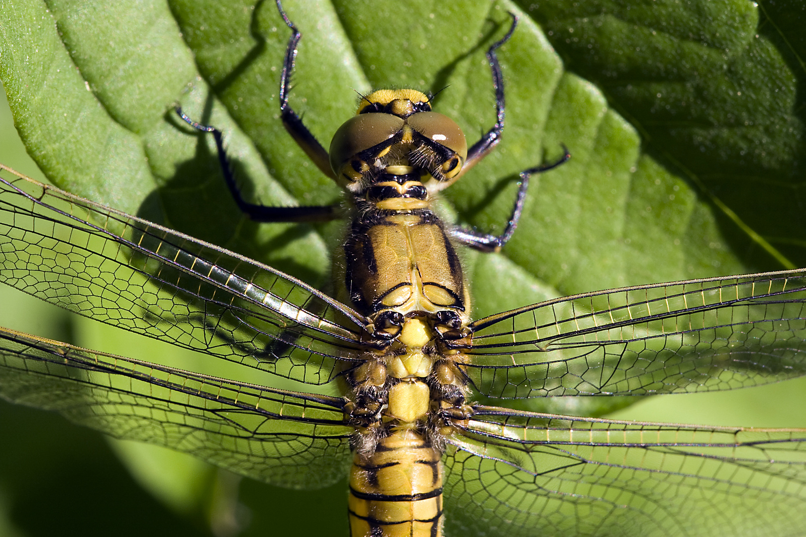 Heidelibelle - Sympetrum sanguineum 