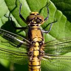 Heidelibelle - Sympetrum sanguineum 