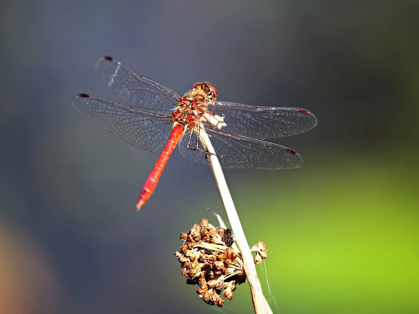 Heidelibelle (Sympetrum spec.)