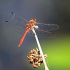 Heidelibelle (Sympetrum spec.)