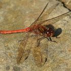 Heidelibelle , Sympetrum species