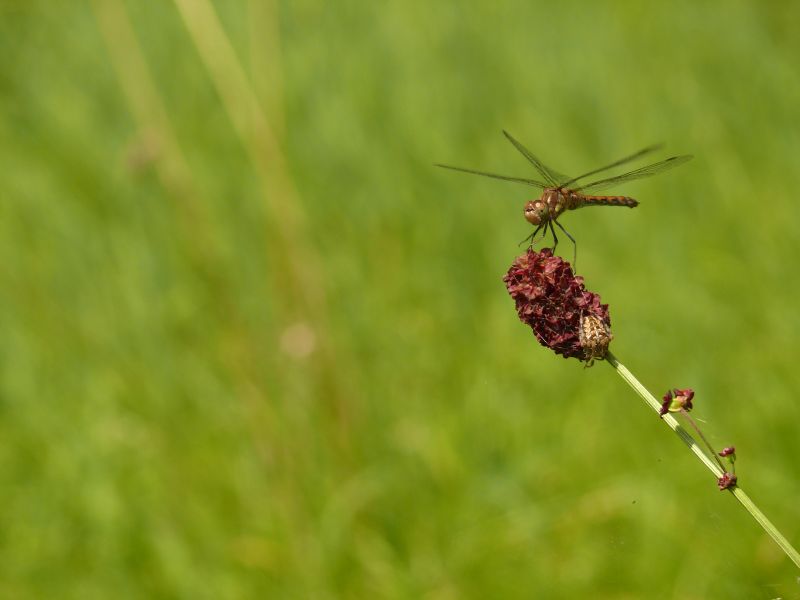 Heidelibelle und Spinne