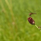 Heidelibelle und Spinne