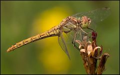 Heidelibelle, vermutlich Sympetrum vulgatum