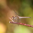 Heidelibelle vor Herbstlaub 