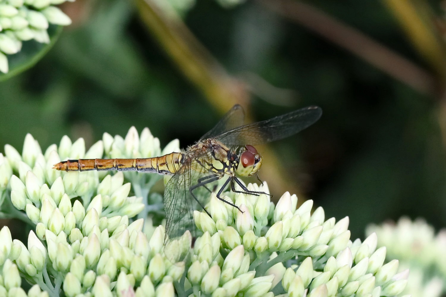 Heidelibelle Weibchen