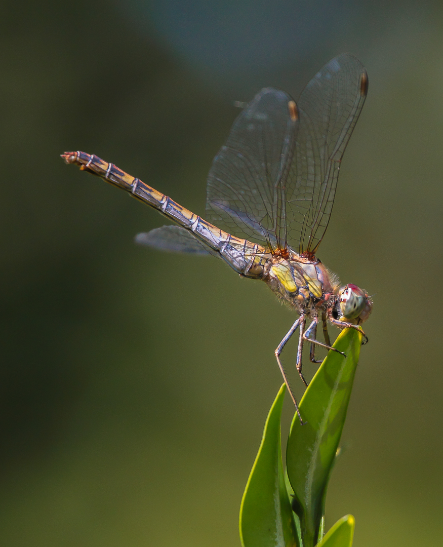 Heidelibelle Weibchen