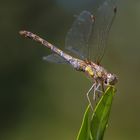 Heidelibelle Weibchen