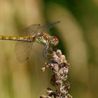 Heidelibelle - Weibchen