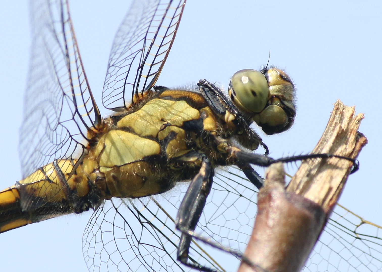 Heidelibelle Weibchen 