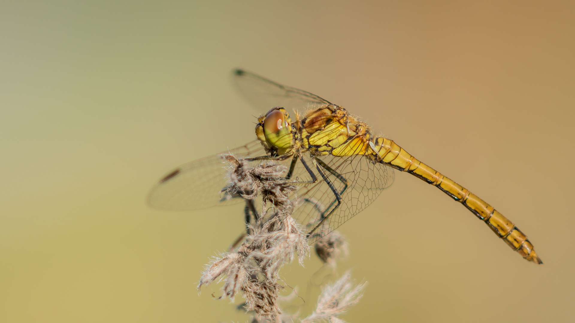 Heidelibelle Weibchen